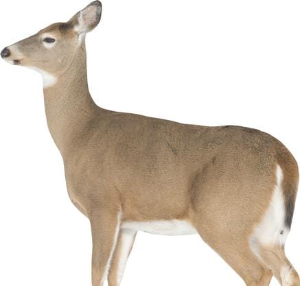 Montana Decoy Co Decoy Montana Decoy Co Dreamy Doe Decoy