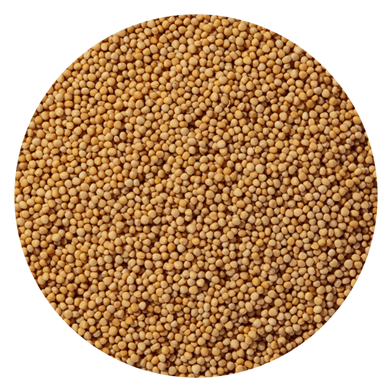 Starwest Botanicals Whole Seeds Yellow Mustard Seed Whole Organic